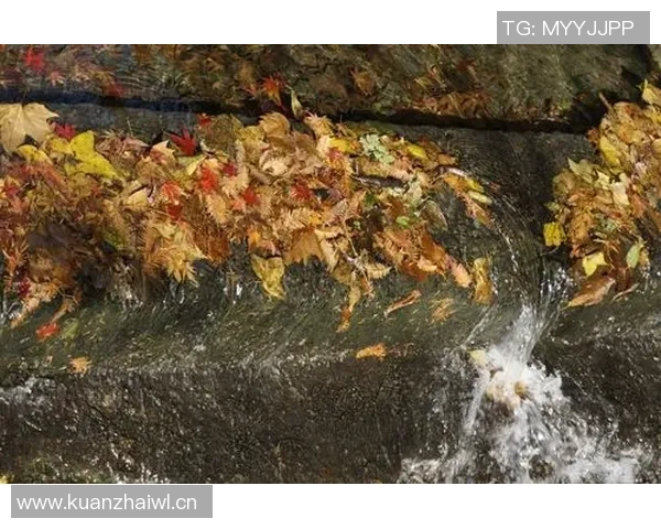 《探索四季变换下的自然奇观与人文风貌，感受季节对生活的深刻影响》